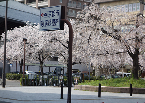二条駅の桜
